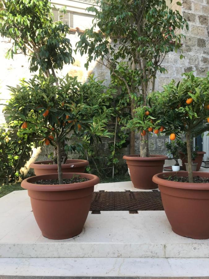 קאסרטה Il Cavaliere Bed And Breakfast מראה חיצוני תמונה